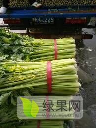 沂南美国小西芹基地刚刚开始上市