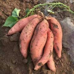 河北雄县烟薯，糖化好脱毒烟薯