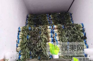 郯城红花乡有上万亩福建飞桥紫叶香莴苣