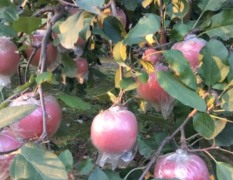 山东潍坊膜袋红富士苹果以上市