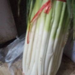 河南濮阳南乐长白大葱一直受各地采购商青睐