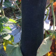 玉州冬瓜本人代办多年，长期供应货源