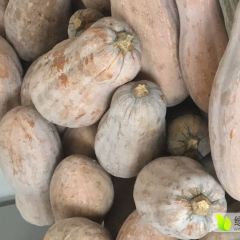 贵州小河南瓜 本人种植大量金韩密本特别种南瓜