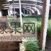 冬棚韭菜从每年的十月陆续上市