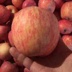 红富士苹果行情走势