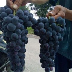 陕西大荔夏黑葡萄著名品牌
