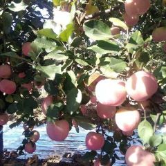 辛集纸袋富士纸加膜富士大量上市