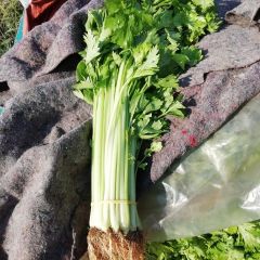 山东沂南万亩优质芹菜基地代收代购需要的电话联系