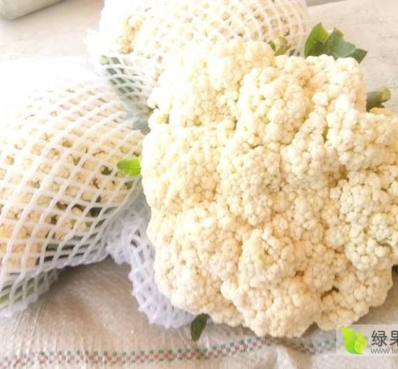 2018年河北永年白面青梗松花菜价格