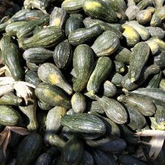 安徽省庄子农业开发有限公司大量供应青南瓜