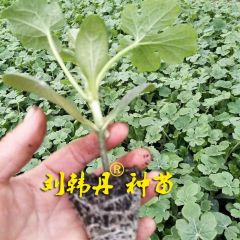 宿州大营镇嫁接西瓜苗，8424西瓜苗，西瓜嫁接苗