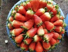 专业代办代收油桃樱桃草莓葡萄等新鲜水果