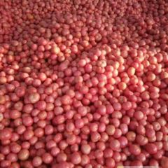 河南省新乡市延津县优质西红柿大量上市中