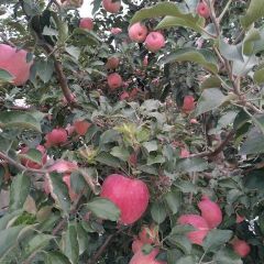 辽南寒富苹果，大量上市，颜色鲜艳