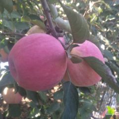 锦州市黑山县素有水果之乡的美誉