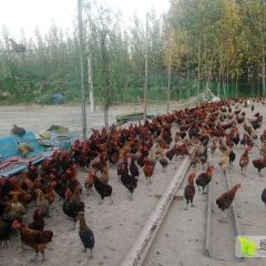 临漳习文乡本人有散养柴鸡3000只左右