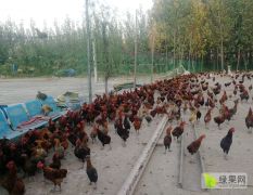 临漳习文乡本人有散养柴鸡3000只左右