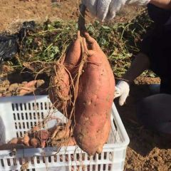 海阳红薯表皮黄色薯肉桔红，颜色鲜艳