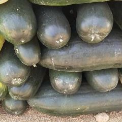 瓜型好颜色鲜亮地板光滑，千吨黑皮冬瓜