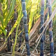 2元一颗，有要甘蔗的赶紧联系我