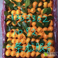 广西柳州蜜橘，质量好，品质优
