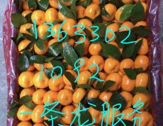 广西柳州蜜橘，质量好，品质优