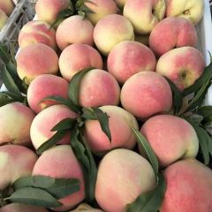 我处映霜红桃子现已大量上市，个头大，表光好