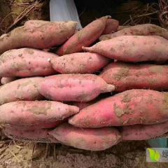 忻州沙地红薯 我基地地处忻州盆地，土质沙