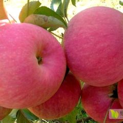 绥中红富士苹果