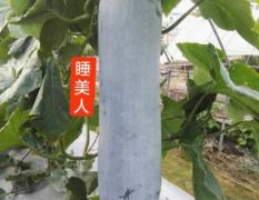 白皮冬瓜一一铁心型一一睡美人