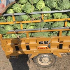 精品圆包菜，甘蓝大量上市，保质保量！