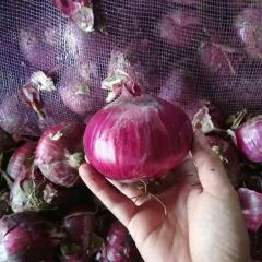 大量供应金乡及周边各种规格各种质量元葱