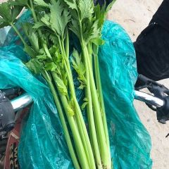 沂南优质大棚芹菜大量上市