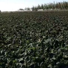 想把我们葛渔城红薯基地的红薯打入市场