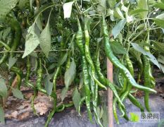 大荔县羌白镇大量供应各种辣椒，茄子