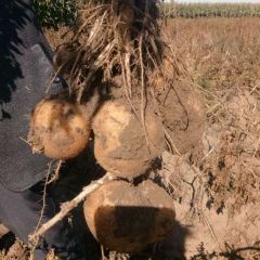 长岭县永久镇，有大量土豆出售！