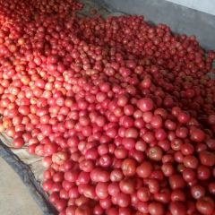 山东硬粉西红柿 云浩果蔬交易市场