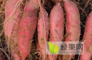 河南开封哪儿批发红薯/今日批发多钱一斤，产地代办