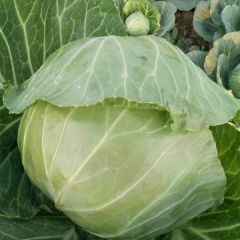 江苏沛县常年供应甘蓝，本人专业代收