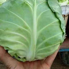 蒙古族自治区甘蓝于10月初大量上市