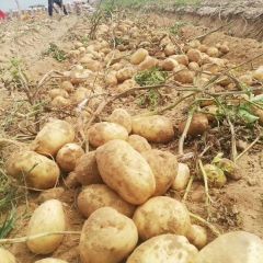 定边土豆 我们有专业的团队和地库