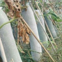 新洲白皮白霜冬瓜18斤以上 吊冬瓜 价美质优