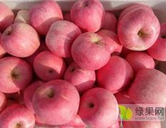 长年供应批发山东威海红富士苹果