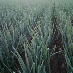 玉田铁杆大葱，长白大葱