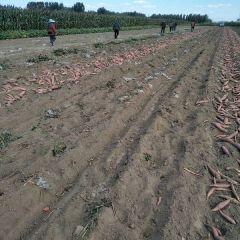 廊坊市安次区老八薯业