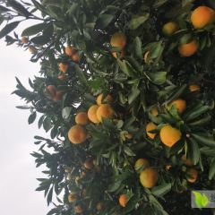 黄金10月卷桥柑橘上市