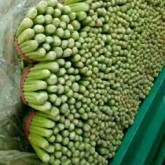 优质大棚芹菜大量供应中！