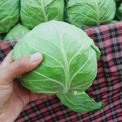 大量供应陆地优质精品甘蓝