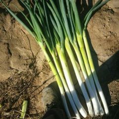 长白大葱。量大优惠 价格美丽