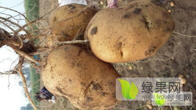 吉林扶余延薯四号 自己家的土豆没有代收费用